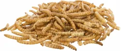 MEALWORMS, mouční červi sušení, 70g TRIXIE