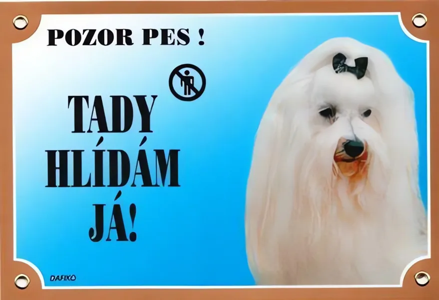 Barevná cedulka Pozor pes, Maltézský pinč Dafiko