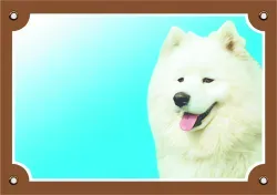 Barevná cedulka Pozor pes, Samojed