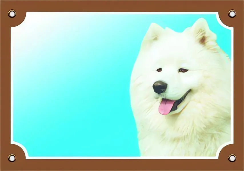 Barevná cedulka Pozor pes, Samojed Dafiko
