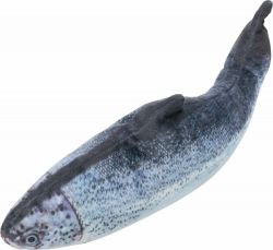 Ryba jako živá, mrskající se, s catnipem, látka, 30cm TRIXIE