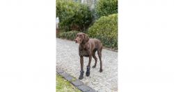 Walker Active Long M, ochranné boty pro psy, 2ks, černá