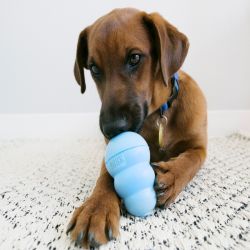 KONG Puppy granát S