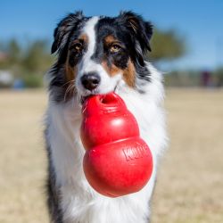 KONG Bounzer M KONG Bounzer M