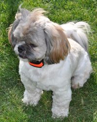 DogTrace obojek d-mute small Dog Trace DogTrace obojek d-mute small Dog Trace
