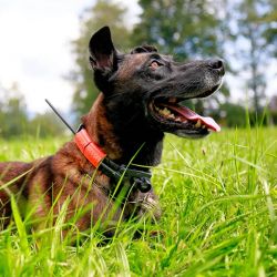 DogTrace DOG GPS X25TB Dog Trace