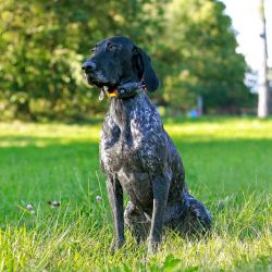 DogTrace DOG GPS X30B Short Dog Trace