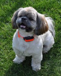 DogTrace obojek d-control professional 1000 ONE orange Dog Trace