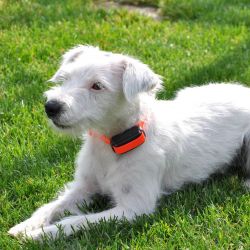 DogTrace obojek d-mute ONE Dog Trace DogTrace obojek d-mute ONE Dog Trace