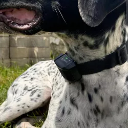 Elektronický výcvikový obojek pro psy d-control Edge 200 Dog Trace