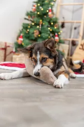 Xmas Bone - kost 24 cm, hračka pro psy se zvukem, plyš TRIXIE