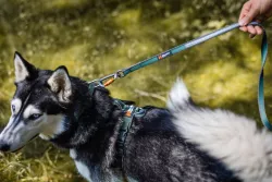 Non-stop dogwear Move Leash měkké vodítko 1,5m/20mm - zelená Non-stop dogwear Move Leash měkké vodítko 1,5m/20mm - zelená