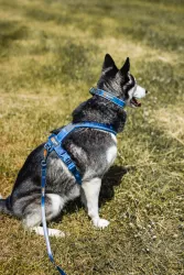Non-stop dogwear Move Leash měkké vodítko 1,5m/10mm - modrá