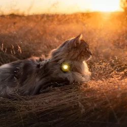 Orbiloc Gold LED světlo na obojek a postroj