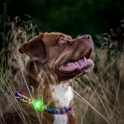 Orbiloc Green LED světlo na obojek a postroj
