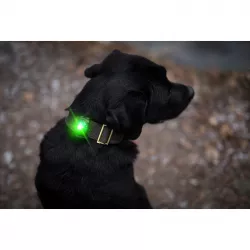 Orbiloc Green LED světlo na obojek a postroj