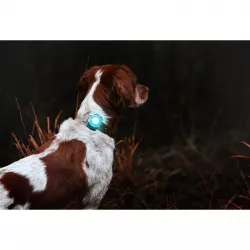 Orbiloc Turquoise LED světlo na obojek a postroj