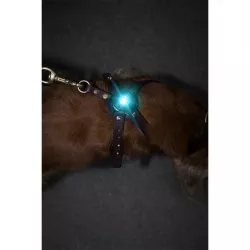 Orbiloc Turquoise LED světlo na obojek a postroj