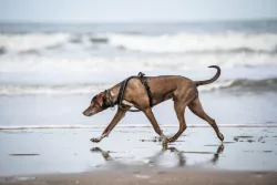 Non-stop dogwear Postroj Line Grip 5