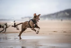 Non-stop dogwear Postroj Line Grip 6