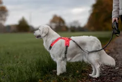 Non-stop dogwear Postroj Ramble L - Zelená