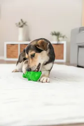 DOG ACTIVITY krokodýl na pamlsky, 12 cm, přírodní guma, zelená TRIXIE