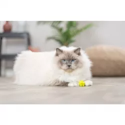 Ježaté kuličky mechová guma 3,5 cm 4ks TRIXIE