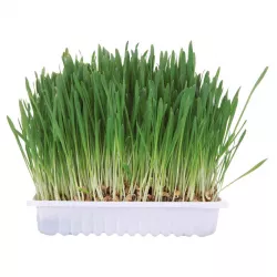 Tráva pro hlodavce v misce 100g TRIXIE
