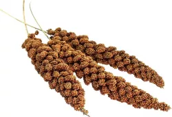 AVICENTRA Senegalské proso v klasu 100g