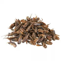 TRIXIE Sušený cvrček 250 ml / 25g