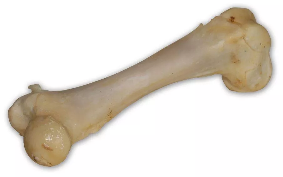 Vepřová kost bílá - extrudovaná 1 ks/17 cm TRIXIE CZ