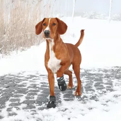 Ochranné boty WALKER ACTIVE L 2 ks (labrador) TRIXIE