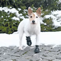 Ochranné boty WALKER ACTIVE S-M 2 ks (jack russell teriér) TRIXIE Ochranné boty WALKER ACTIVE S-M 2 ks (jack russell teriér) TRIXIE