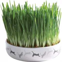 Keramická miska na trávu pro kočky 15x4cm, 50g travní semeno TRIXIE