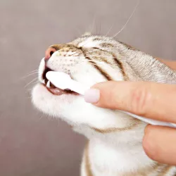 Sada dentální hygieny pro kočky (pasta se sýrovou příchutí 50g, dva zubní kartáčky) TRIXIE