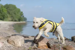 Life Vest plavací vesta pro psa XL 65 cm: 60-96 cm, do 45kg žluto/černá TRIXIE