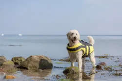 Life Vest plavací vesta pro psa XL 65 cm: 60-96 cm, do 45kg žluto/černá TRIXIE