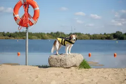 Life Vest plavací vesta pro psa XS 28 cm: 30-50 cm, do 12kg žluto/černá TRIXIE
