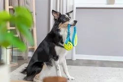 Bungee Tugger, přetahovadlo s míčem TPR, ø 7/48 cm TRIXIE