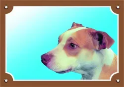 Barevná cedulka Pozor pes, Pitbullterier Dafiko