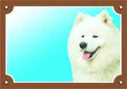 Barevná cedulka Pozor pes, Samojed Dafiko