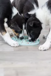 JUNIOR lízací talířek na pamlsky/paštiky 15 cm TRIXIE