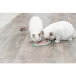 Lick’n'Snack RYBA - podložka k pomalému krmení, 28 cm, šalvějová TRIXIE