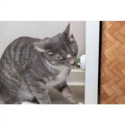 Kulička Catnipu v samolepícím držáku, 5 cm, bílá/zelená TRIXIE