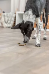 Vegan Sticks, veganské tyčinky s ovocem a zeleninou, 100 g TRIXIE