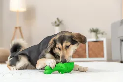 DOG ACTIVITY krokodýl na pamlsky, 12 cm, přírodní guma, zelená TRIXIE