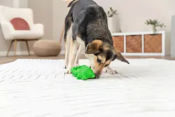 DOG ACTIVITY krokodýl na pamlsky, 12 cm, přírodní guma, zelená TRIXIE