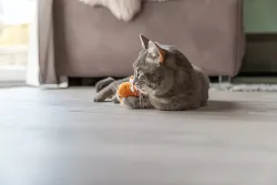 Dráček, plyšová hračka s catnipem, 20 cm, různé barvy TRIXIE