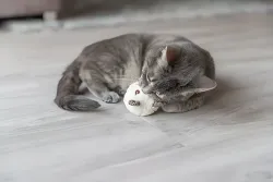 Plyšový méďa - hlava, s catnipem, 8 cm, různé barvy TRIXIE