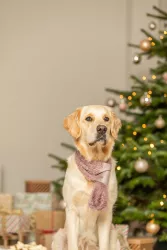 Vánoční hebká šála, plyš, starorůžová 70cm TRIXIE